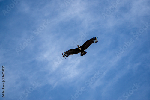 Andean condor flying at Mirador del Condor in the Colca Canyon region of Peru wildlife photography photo