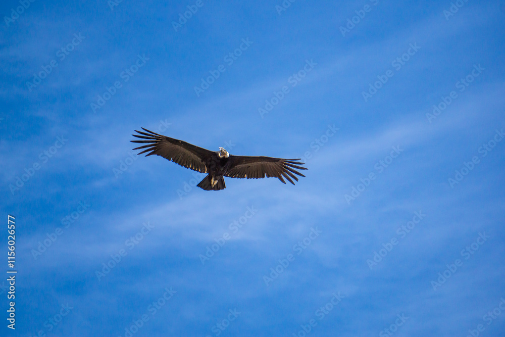 Majestic condor captured flying at Mirador del Condor in the Andean landscapes of Peru Colca Canyon region Majestic condor captured flying at Mirador del Condor in the Andean landscapes of Peru Colca Canyon region