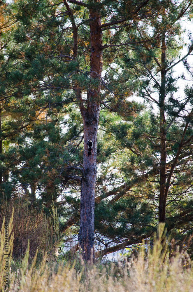 Fototapeta premium Woodpecker on a tree