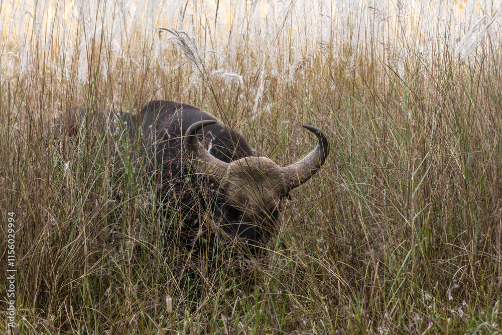 Obraz premium Gaur bull