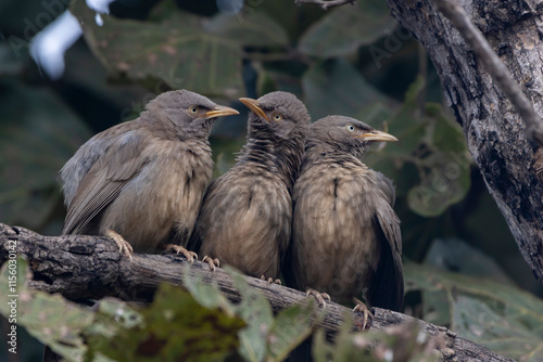 jungle babbler