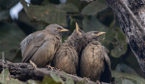 jungle babbler