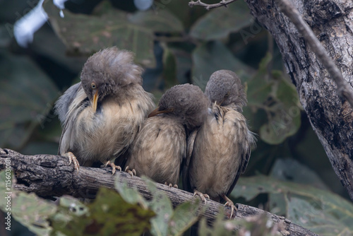 jungle babbler