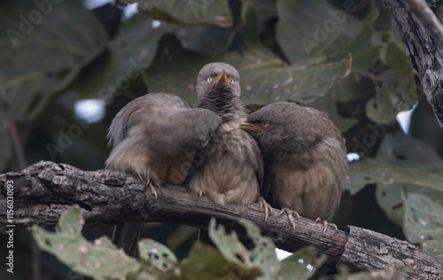 jungle babbler photo