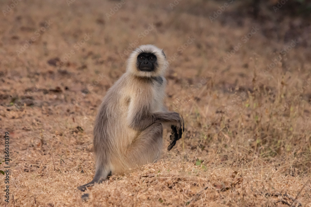 Fototapeta premium Langur monkey