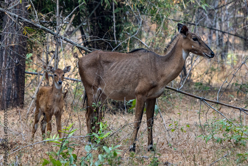 deer in the woods photo