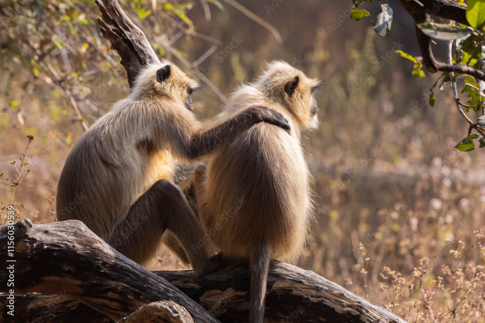 Fototapeta premium Langur monkeys