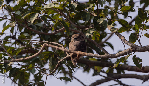 Spotted owlet
