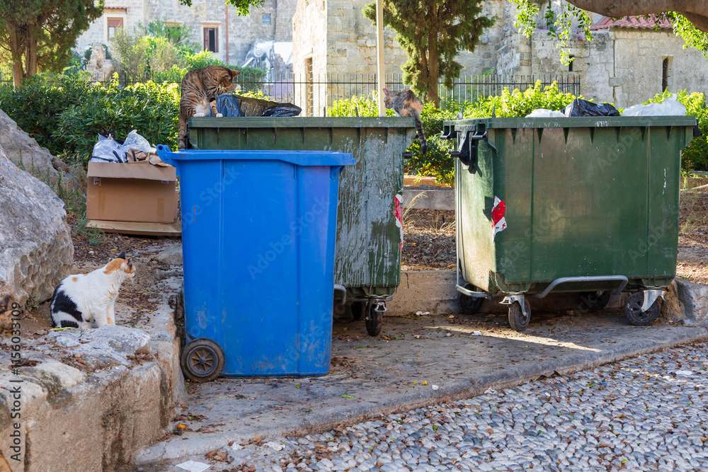 Garbage containers and feral cats Garbage containers and feral cats