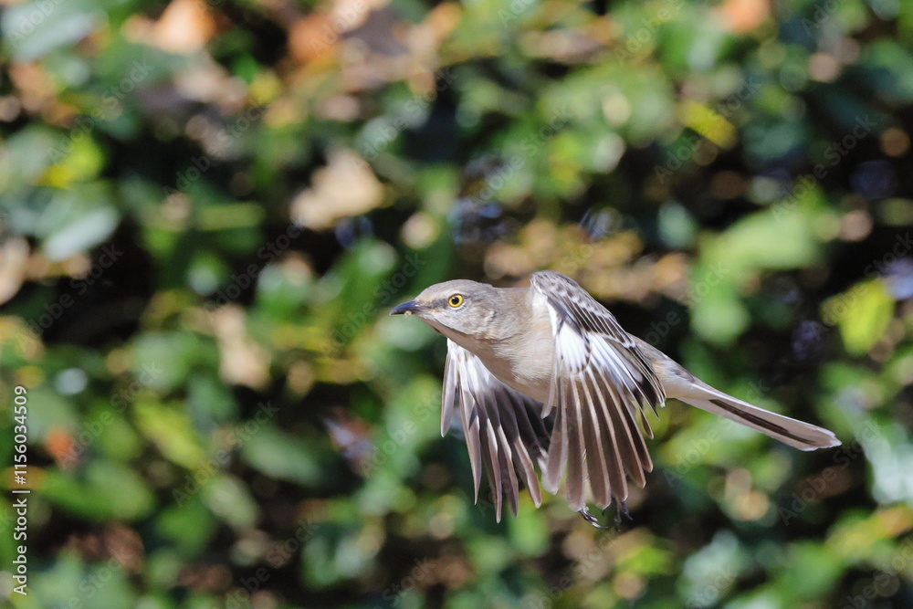 Fototapeta premium Mockingbird inflight from holly shrub against blurry background. 