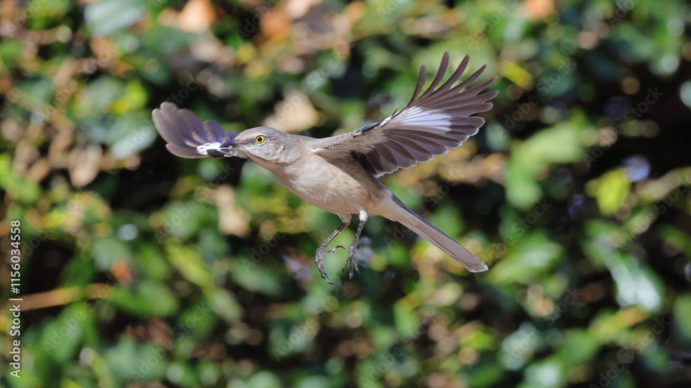 Fototapeta premium Mockingbird inflight from holly shrub against blurry background. 