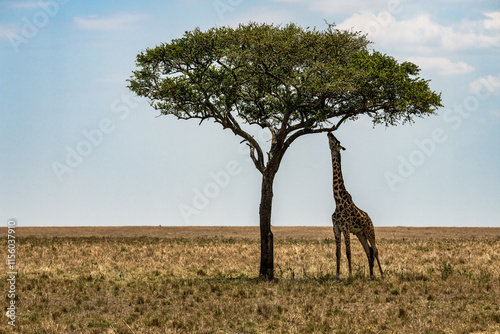 Safaritour in der Serengeti photo