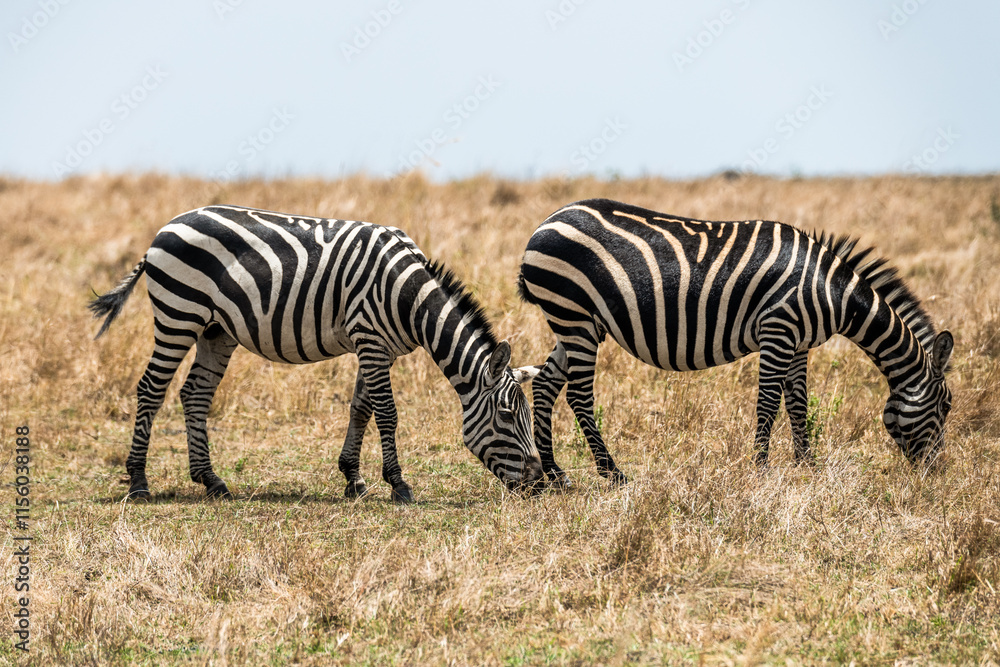 Safaritour in der Serengeti Safaritour in der Serengeti