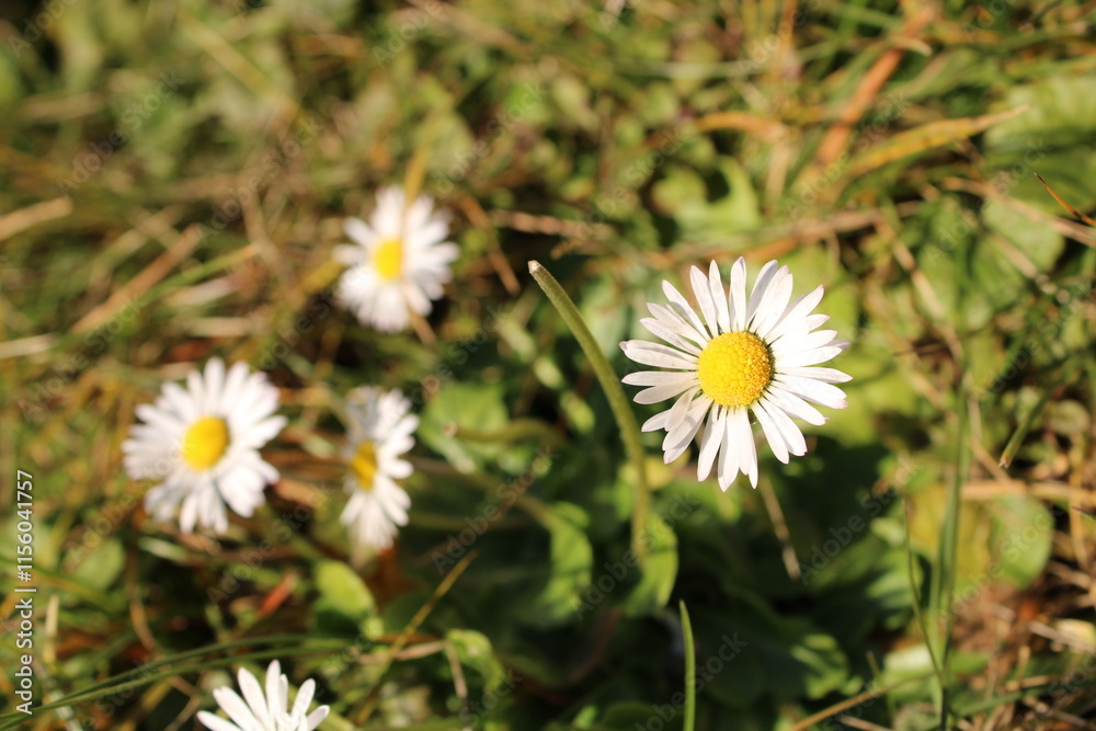 Fototapeta premium flower in the grass