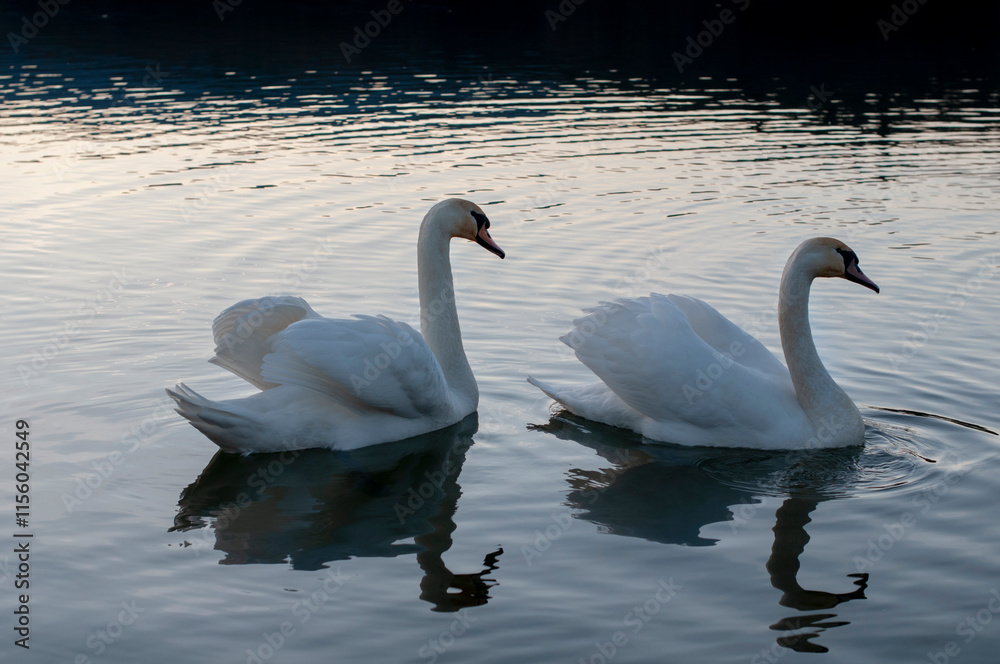 Fototapeta premium A family of swans with their babies on the shore of the pond, in the morning they swim to the camp and wait to see if they will throw something good to them.
