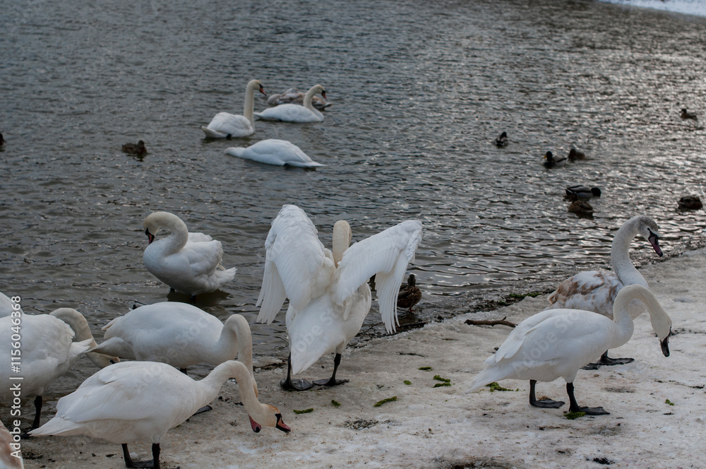 the swan spreads its wings on the shore of the lake under the bright sun the swan spreads its wings on the shore of the lake under the bright sun