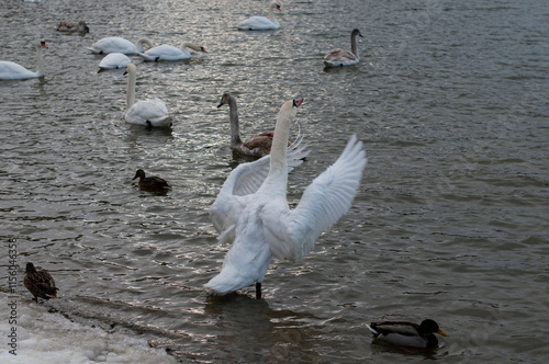 the swan spreads its wings on the shore of the lake under the bright sun photo