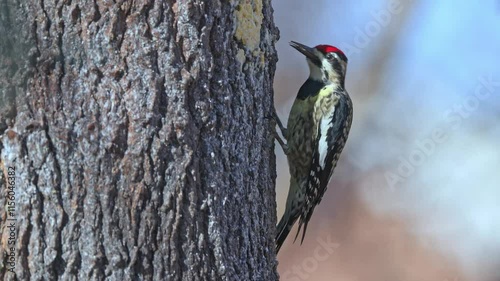 Yellowbellied sapsucker perched on tree eating.  photo