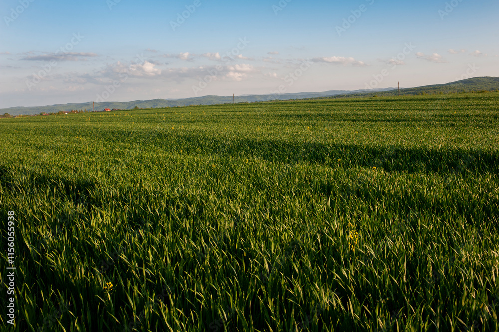 Ripe ears of wheat on the field, sunny day. Ripe ears of wheat on the field, sunny day.