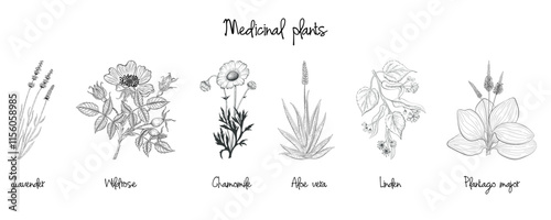 Set of hand-drawn medical plants illustrations, outline vector, botanical sketch on white background