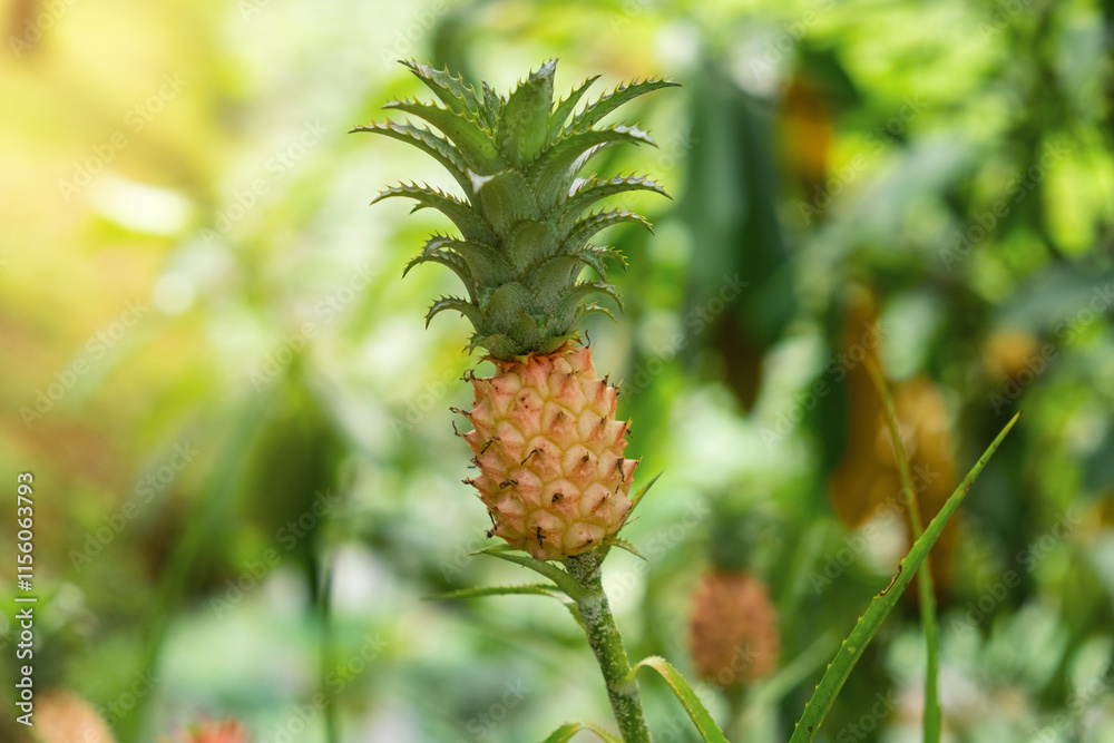 Fresh young pineapple Ananas comosus growing on a plant in a tropical garden, Phuket, Thailand. Sustainable agriculture, organic farming Fresh young pineapple Ananas comosus growing on a plant in a tropical garden, Phuket, Thailand. Sustainable agriculture, organic farming