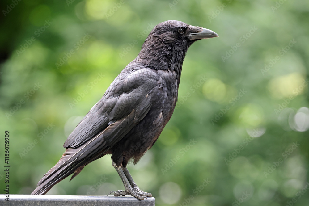 Carrion Crow (Corvus corone) in park close up