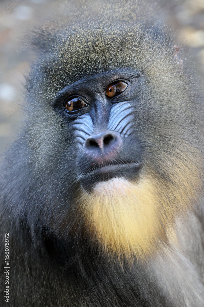 close up portrait of a Mandrill (Mandrillus sphinx)