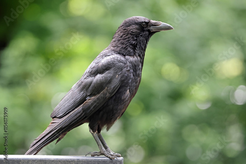 Obraz na płótnie Carrion Crow (Corvus corone) in park close up w salonie
