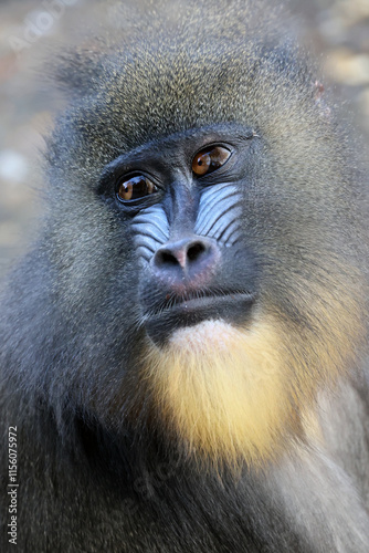 Obraz na płótnie close up portrait of a Mandrill (Mandrillus sphinx) w salonie