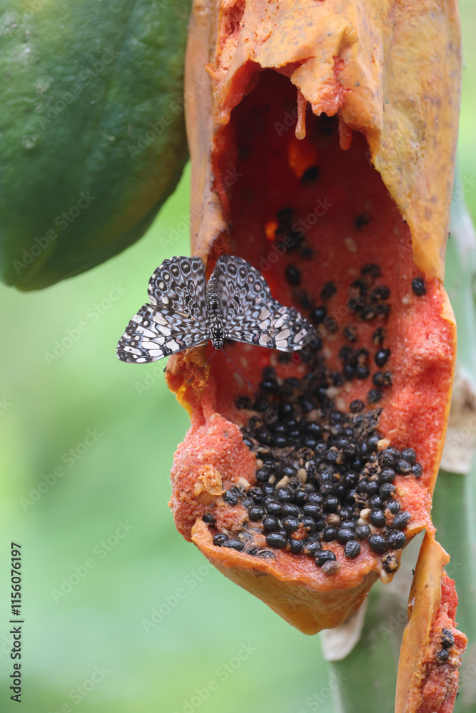 a closeup shot of a beautiful butterfly on rotten fruit