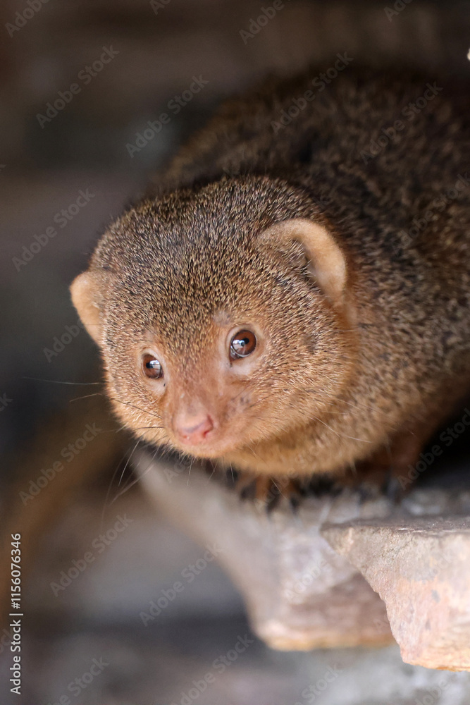 close up of a Common dwarf mongoose (Helogale parvula), animal