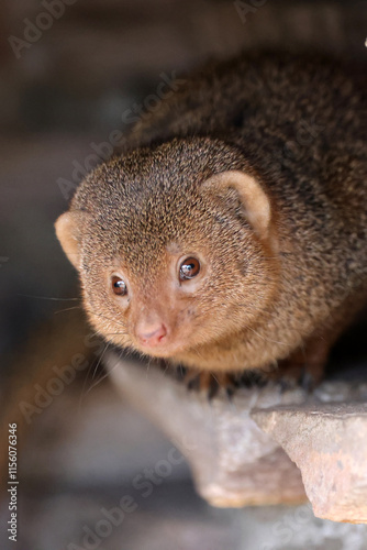 Obraz na płótnie close up of a Common dwarf mongoose (Helogale parvula), animal w salonie