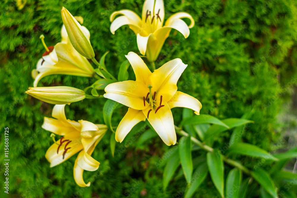 Obraz premium Vibrant yellow lilies bloom against lush green backdrop in natural setting