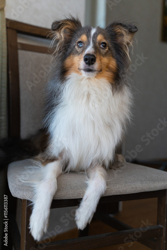Cute tricolor brown grey dog sheltie with heterochromia eyes in home. Shetland sheepdog indoor on chair
