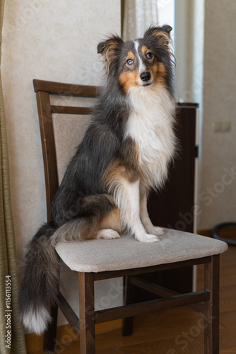 Cute tricolor brown grey dog sheltie with heterochromia eyes in home. Shetland sheepdog indoor on chair