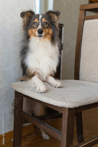 Cute tricolor brown grey dog sheltie with heterochromia eyes in home. Shetland sheepdog indoor on chair