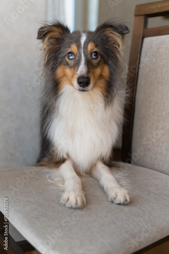Cute tricolor brown grey dog sheltie with heterochromia eyes in home. Shetland sheepdog indoor on chair