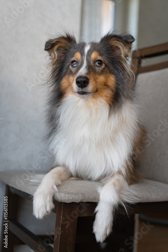 Cute tricolor brown grey dog sheltie with heterochromia eyes in home. Shetland sheepdog indoor on chair