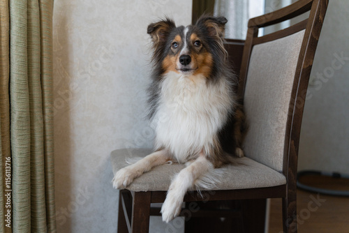 Cute tricolor brown grey dog sheltie with heterochromia eyes in home. Shetland sheepdog indoor on chair