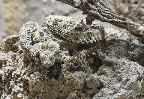 Spider-tailed horned vipers