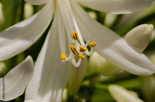 close up of white flower