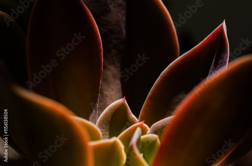 close up of succulent brown leaves