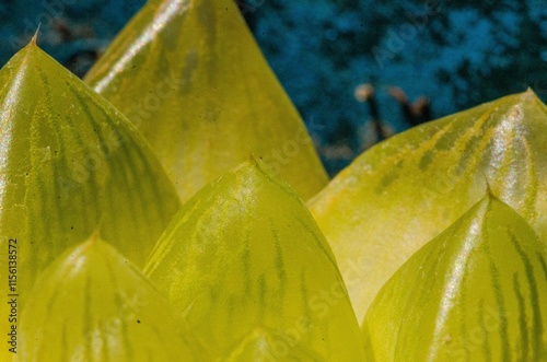 succulent plant leaves close up