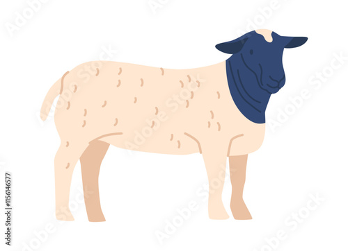 Dorper blackface sheep breed vector illustration