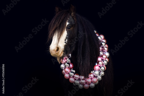 Fotografie Black Shot portrait of mini tinker horses in a festive christmas setting