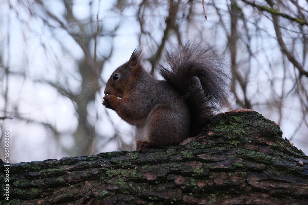 A squirrel on a tree eating a nut in the Skansen park, Stockholm, Sweden