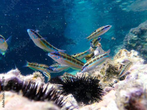 Ornate wrasse (Thalassoma pavo) undersea, thalassoma fish, Close up ornate wrasse fish underwater, Ornate Wrasse Thalassoma pavo in Mediterranean Sea in jijel Algeria North Africa, Mediterranean fish. photo