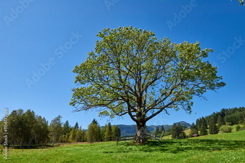 Alpine Symphony: Summer Majesty in the Mountain Wilderness. Majestic Peaks and a Lone Tree in the Meadow. Mountain: A Grand Tree Gracing the Alpine Pasture. Blue Skies Over Peaks: A Majestic Alpine