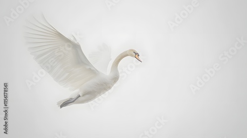 Fototapeta Naklejka Na Ścianę i Meble -  A graceful white swan in flight against a pale sky