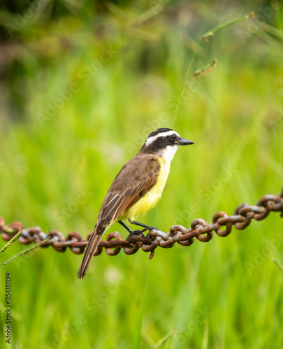 Tropical Bem-te-vi bird (Pitangus sulphuratus), bentevi, in selective focus and background blur photo